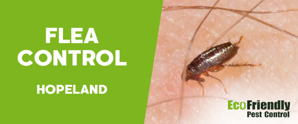 Fleas Control  Hopeland 