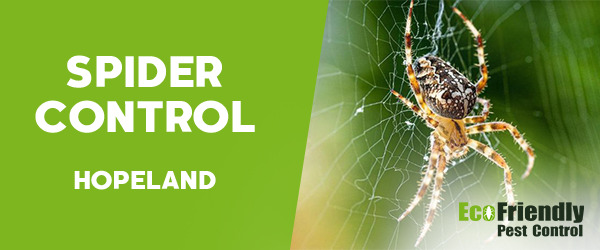 Spider Control  Hopeland 