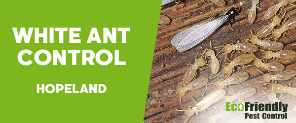 White Ant Control  Hopeland 