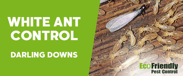 White Ant Control Darling Downs 