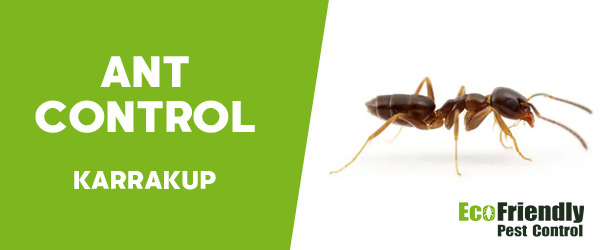 Ant Control  Karrakup 