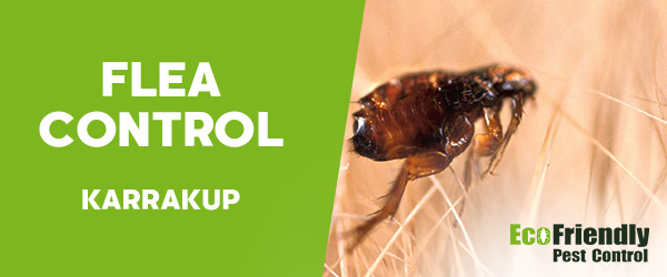 Fleas Control  Karrakup 