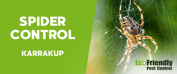 Spider Control  Karrakup 