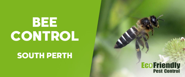 Pest Control South Perth