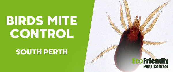 Pest Control South Perth