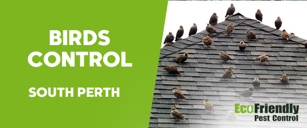 Pest Control South Perth