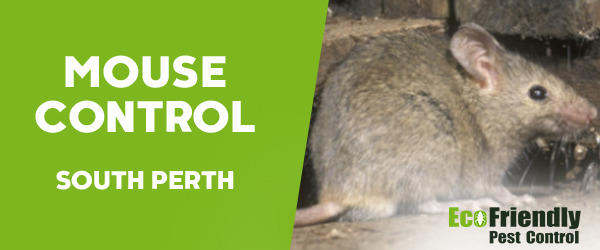 Pest Control South Perth