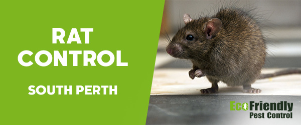 Pest Control South Perth