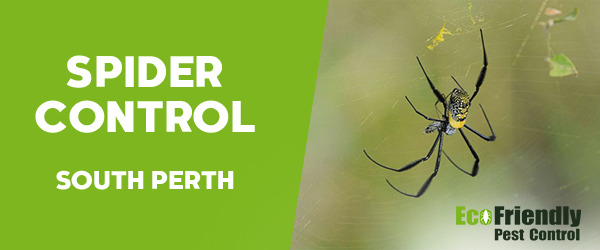 Pest Control South Perth