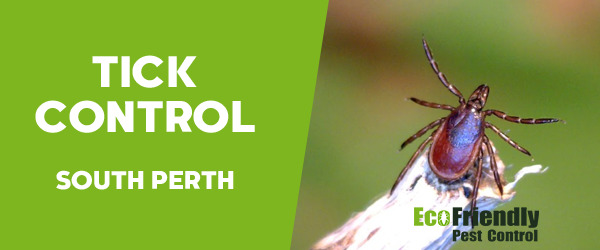 Pest Control South Perth