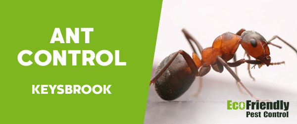 Ant Control Keysbrook 