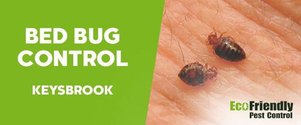 Bed Bug Control Keysbrook 