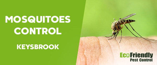 Mosquitoes Control Keysbrook 