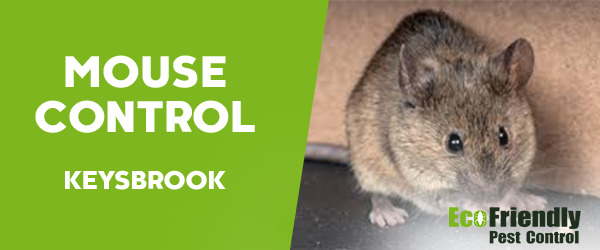 Mouse Control Keysbrook 