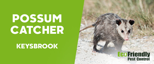Possum Catcher Keysbrook 