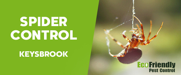 Spider Control Keysbrook 