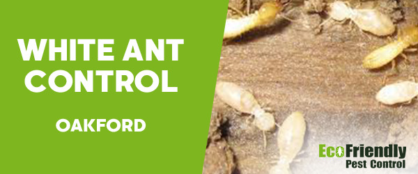 White Ant Control Oakford 