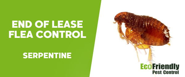 End of Lease Flea Control Serpentine 