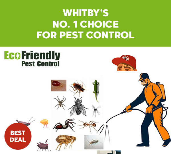 Pest Control Whitby 