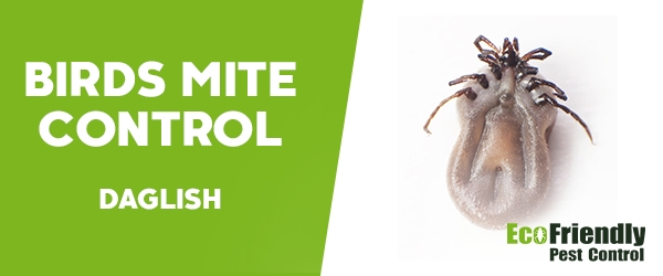 Bird Mite Control Daglish 