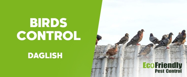 Birds Control Daglish 