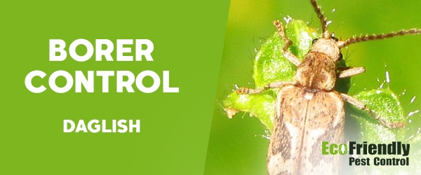 Borer Control Daglish 