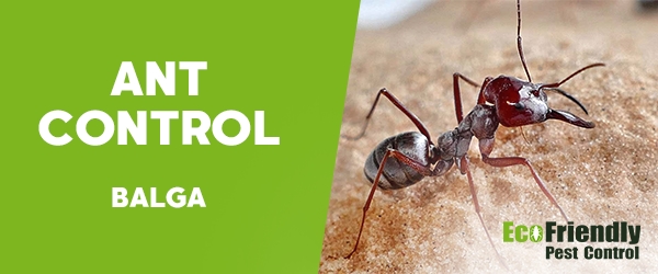 Ant Control  Balga 