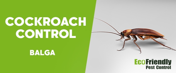 Cockroach Control  Balga  