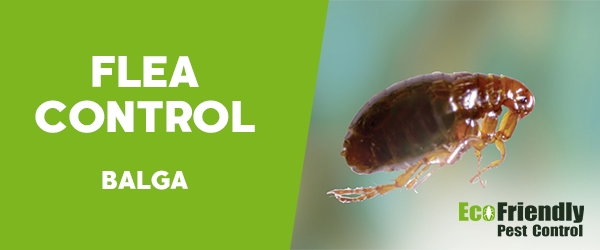 Fleas Control  Balga 