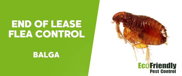 End of Lease Flea Control  Balga 
