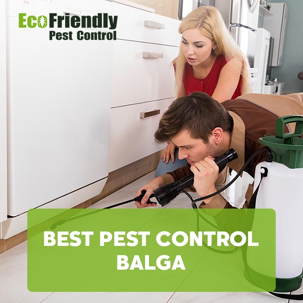 Best Pest Control  Balga 