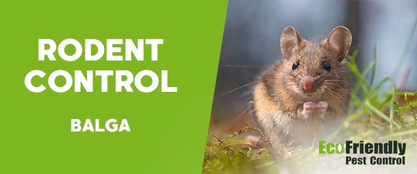 Rodent Treatment  Balga 