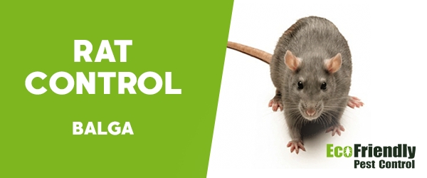 Rat Pest Control  Balga 