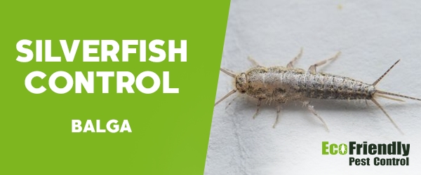 Silverfish Control  Balga 