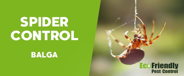 Spider Control  Balga 