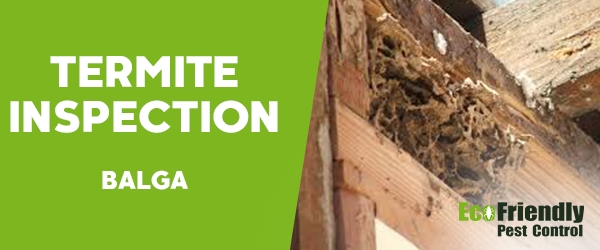 Termite Inspection  Balga 