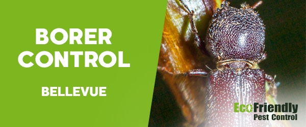 Borer Control Bellevue 