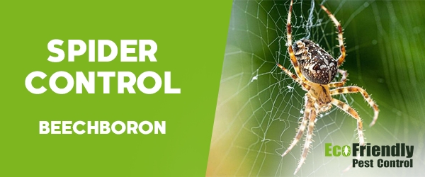 Spider Control Beechboro 