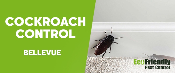 Cockroach Control Bellevue  