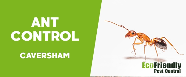Ant Control  Caversham 