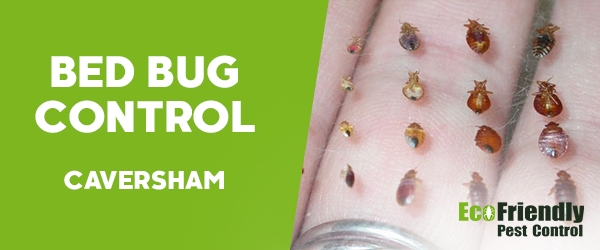 Bed Bug Control  Caversham 