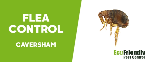 Fleas Control  Caversham 