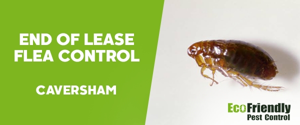End of Lease Flea Control  Caversham 