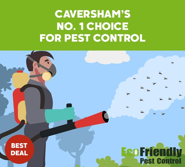 Pest Control Service