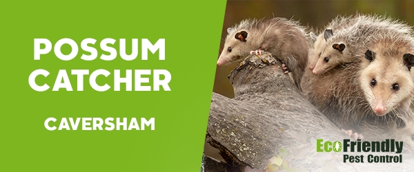 Possum Catcher  Caversham 