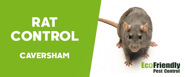 Rat Pest Control  Caversham 