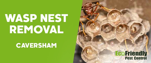 Wasp Nest Remvoal  Caversham 