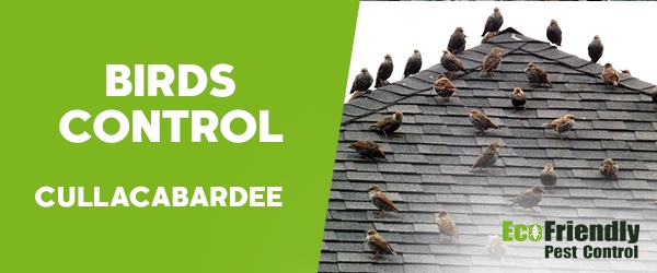 Birds Control Cullacabardee 