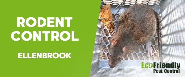 Rodent Treatment Ellenbrook 