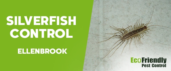 Silverfish Control Ellenbrook 